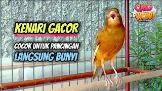 Suara Burung Kenari Gacor Panjang || Cocok Untuk Pancingan Terapi Kenari Cepat Bunyi