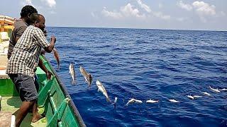 Catching Plenty of Rosy Snapper Fish in the Deep Sea