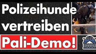 Hunde vertreiben Pali-Mob am Ku'damm! Polizei Berlin überrascht am Samstag! Wann Polizeischweine?