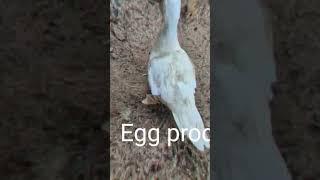 How to grow ducks!#shorts#duckfarming#trending#motivation#fypシ゚viral#pets#organicfarming#foryoupage