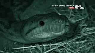 Тайны дикой природы Австралии : Змеи 4K