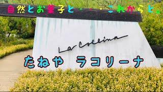 【たねや ラコリーナ】滋賀県 近江八幡市 焼きたて、バームクーヘンやカステラがいただけます 和・洋菓子も沢山販売されてますジブリの世界