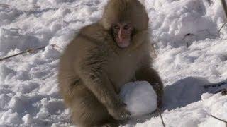 Macaques play with snowballs - Snow Babies - BBC One Christmas 2012