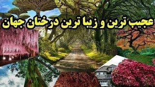 شگفت انگیزترین درختان زنده جهان