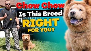 Is The CHOW CHOW Right For You?