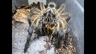 Your First Old World Spider