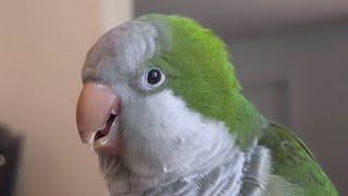 Quaker parrot talking to much