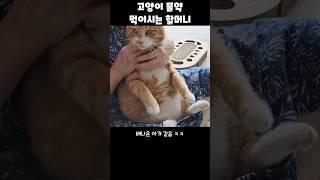 할머니 품에 안겨 약 먹는 고양이