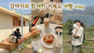 거제도 애견 동반  맛집, 카페, 여행지, 숙소 추천! travel to Geoje island with my puppy for 2D1N  여행 브이로그 vlog