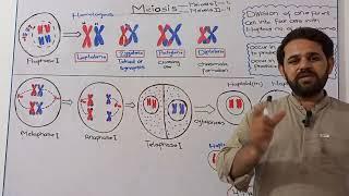 Meiosis | Chapter 1| Class 11 | Federal board |New syllabus | FBISE | NBF