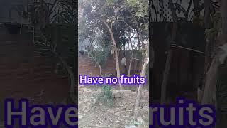 Photas & phosphorus/ Haven't fruits flowers | Short gardening #ytshort