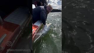 GIANT ALERT‼️ #sturgeon #sturgeonfishing #fishing #bigfish #pnw #brokenback #guide