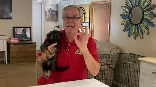 How to Control German Shepherd Puppy Biting!!! MUST WATCH!!!