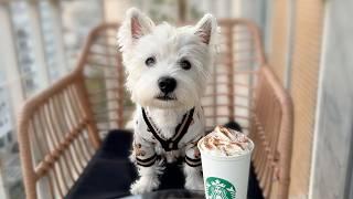 5 Reasons Westies Are the Best Dogs – Watch Before You Adopt!