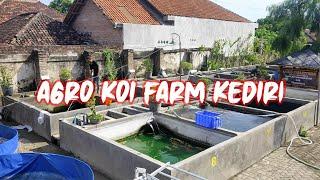 Profil Agro Koi Farm Kediri