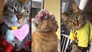 Funny and cute CATS Videos Сompilation # 36