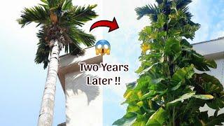 The Epic Two Years Journey of a Money Plant | Golden Pothos #moneyplant