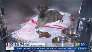 KCAS asking for more puppy fosters amid influx in shelter