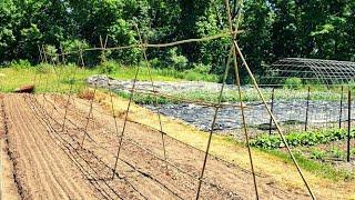 50' BAMBOO POLE BEAN TRELLIS!! - Maximizing Space In The Market Garden