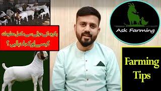 Information about Goat & Cattle Farming in Pakistan | Ask Farming