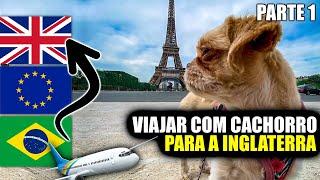 Como Viajar com Meu Cachorro do Brasil pra Inglaterra? Parte 1