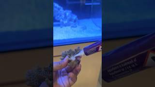 Aquaforest Gel Fix Untuk Kebutuhan lem Coral Aquarium Anda #aquarium #fish #viral