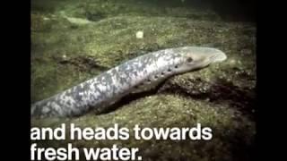 Older than the dinosaurs: Lamprey fish has returned