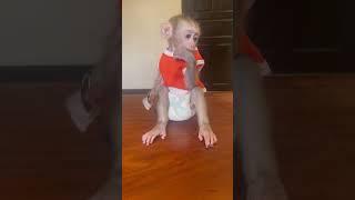 Monkey Bryyan waiting for food #monkey #monkeylove #cutebabies #love #cute #baby