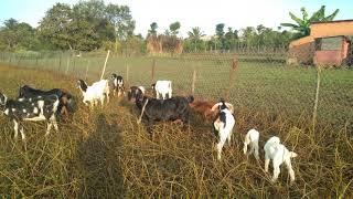cách nuôi dê chăng thả mùa nắng -ù sáng nuôi dê