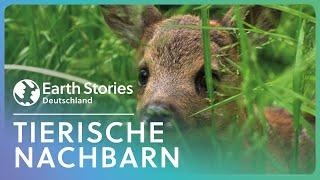 Heimische Wildtiere | Auf den Spuren von Reh, Wildschwein & Co. | Earth Stories Deutschland