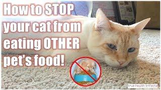 How to STOP your cat from eating ANOTHER pets food - SureFeed Microchip Feeder Review / Raw Cat Food