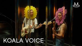 Koala Voice - Silly Plant ◎ MENT Session