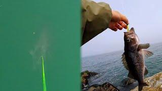 Underwater Footage: Jetty Fishing for Black Rockfish | Westport Jetty, WA | 07/14/2024