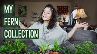 My Fern Collection | House Plants 2018