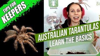 How to look after a pet tarantula (the basics) | Australian Tarantula Keepers Series