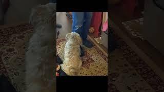 singing dog ... Kiko is happy, and she knows it! #kiko #dog  funny dog #pupper #pets #animals #song