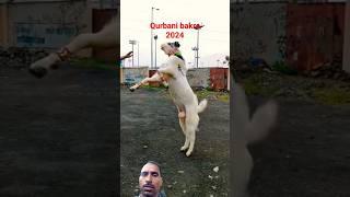 RK goat farming # bakrieid #bakraeid2024 #remix #viral #short #shorts #sortvideo