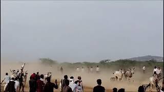 ox race gwalior |bada game gram khulet me first levelshera and tarzan| #video #viral