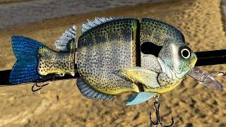 Making a BlueGill Kok/Wolf Cichlid Hybrid SwimBait