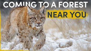 How the Lynx is silently spreading all over Europe