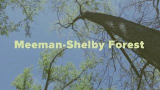 Up and Down the Bluffs | Meeman-Shelby Forest