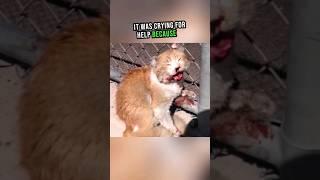 Injured Cat Cries in pain #shorts #rescue #cat