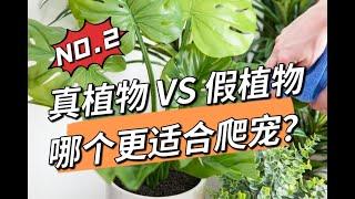 真植物VS假植物，哪個更適合爬寵（二）