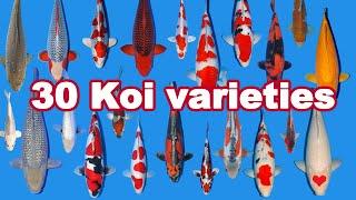 30 Koi Fish varieties, types and characteristics