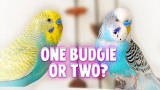 Should I Get One or Two Budgies?