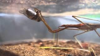 Brown Water Scorpion Eats Fly