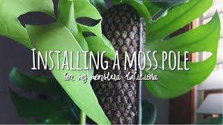 how to install a moss totem  / monstera deliciosa houseplant support 