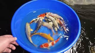 New Arrivals at Elite Koi - Kase Showa - Mixed Bowl of Japanese Koi & Okawa Shiro Utsuri