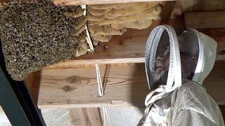 Unbelievable! 21 queen cells found while doing a huge bee hive removal and relocation.