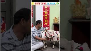 Nadipathy cow #shorts #short #viral #uae #abudabi #qatar #oman #reels